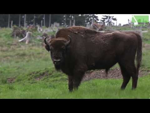 The Telegraph: Cele mai fascinante lucruri despre România